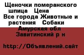 Щеночки померанского шпица › Цена ­ 25 000 - Все города Животные и растения » Собаки   . Амурская обл.,Завитинский р-н